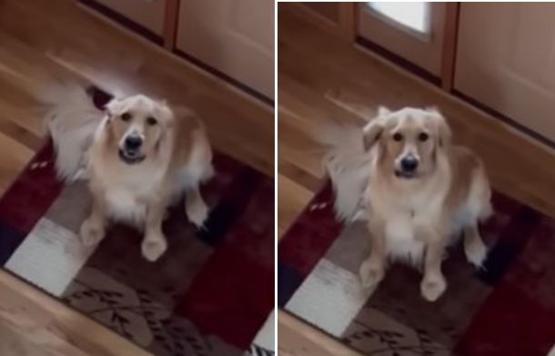 Left image shows a dog right after he barked unhappily. Right image shows a golden retriever with ears perked up as he sees his owner upstairs.