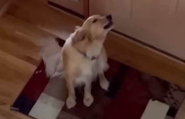 Image shows a golden retriever howling.