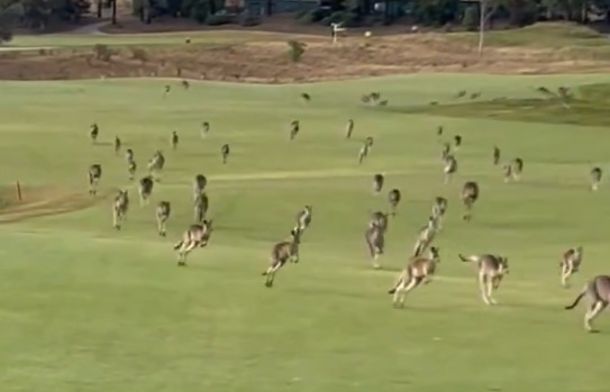 A stampede of kangaroos speeding across a golf course at Heritage Golf & Country Club in Victoria, Australia.