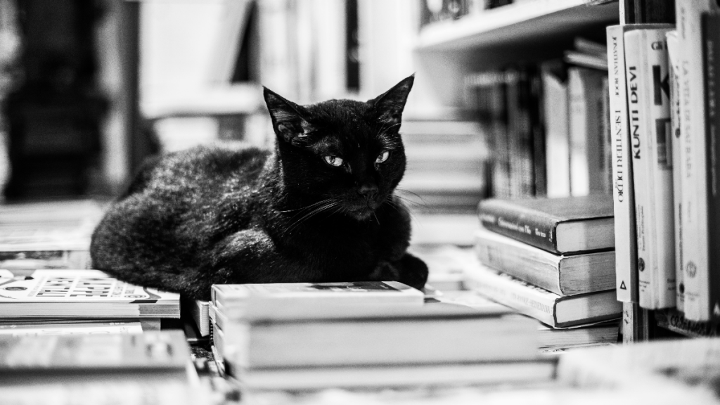 Library cat picture