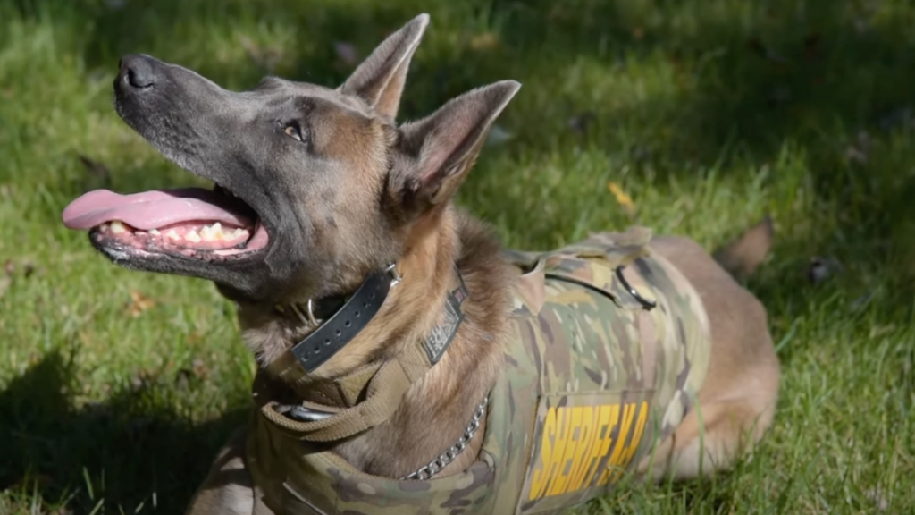 Police dog that found missing toddler