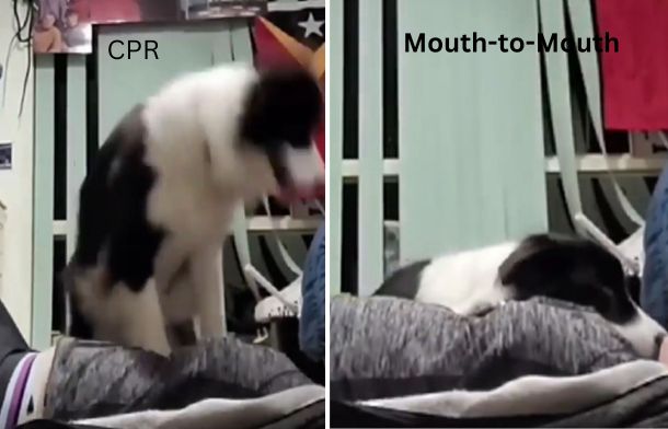 Left image shows border collie Frankie performing mock chest compressions. Right image shows him offering mouth-to-mouth resuscitation.
