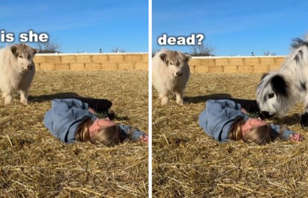 Left and right images show two cows assessing the situation when their owner pretended to faint.