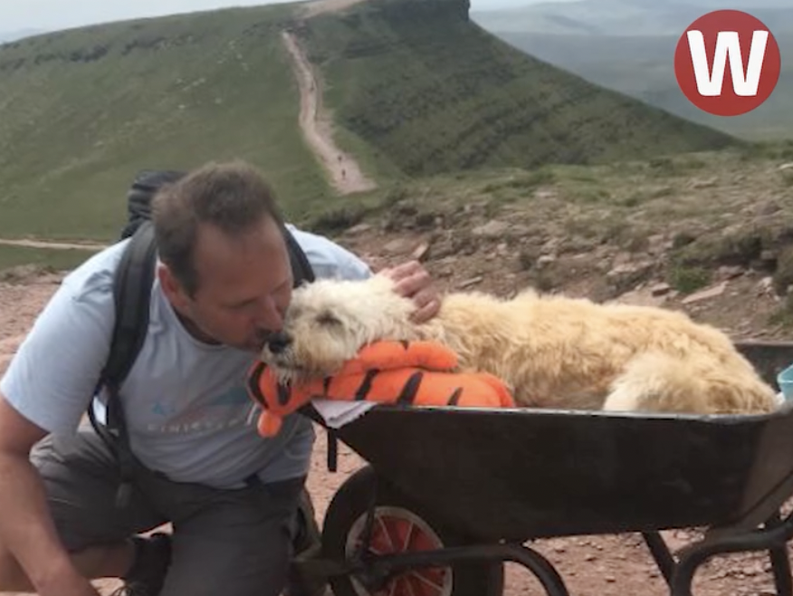 Man Takes His Dying Dog on One Final Hike Up His Favorite Mountain ...