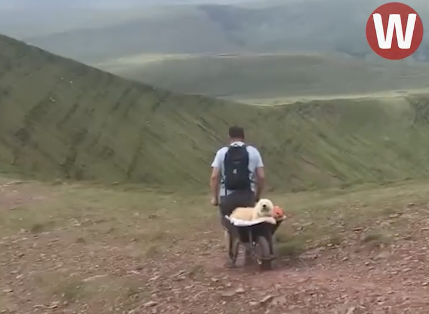 Man Takes His Dying Dog on One Final Hike Up His Favorite Mountain ...