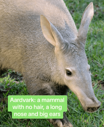 aardvark prompt