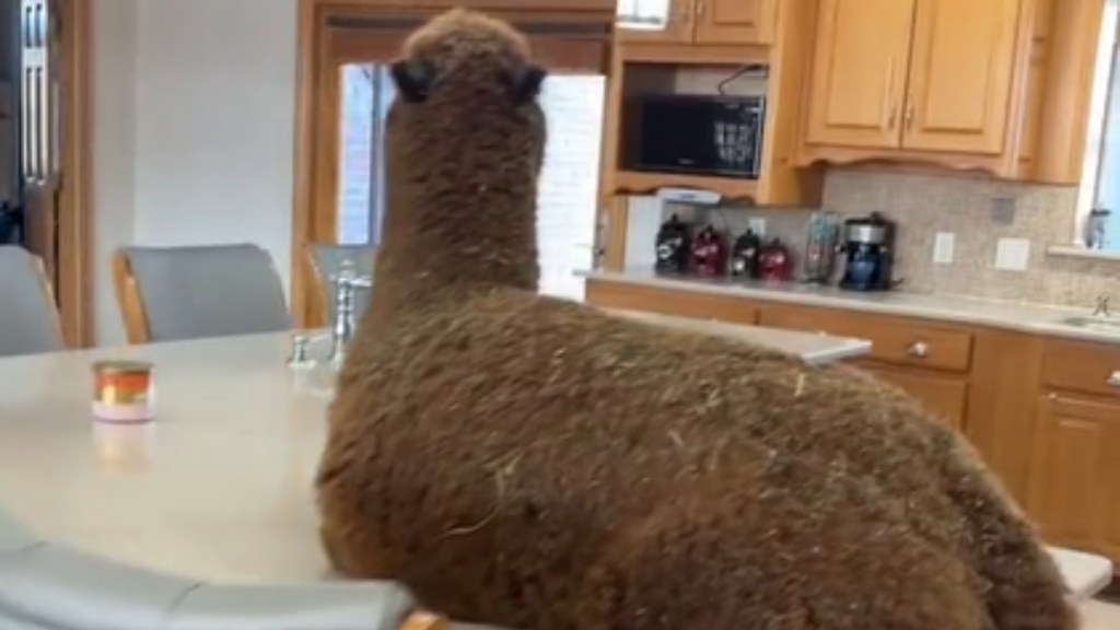 View from behind of an alpaca sitting on a kitchen counter