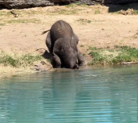 A baby elephant drinking from a body of water.