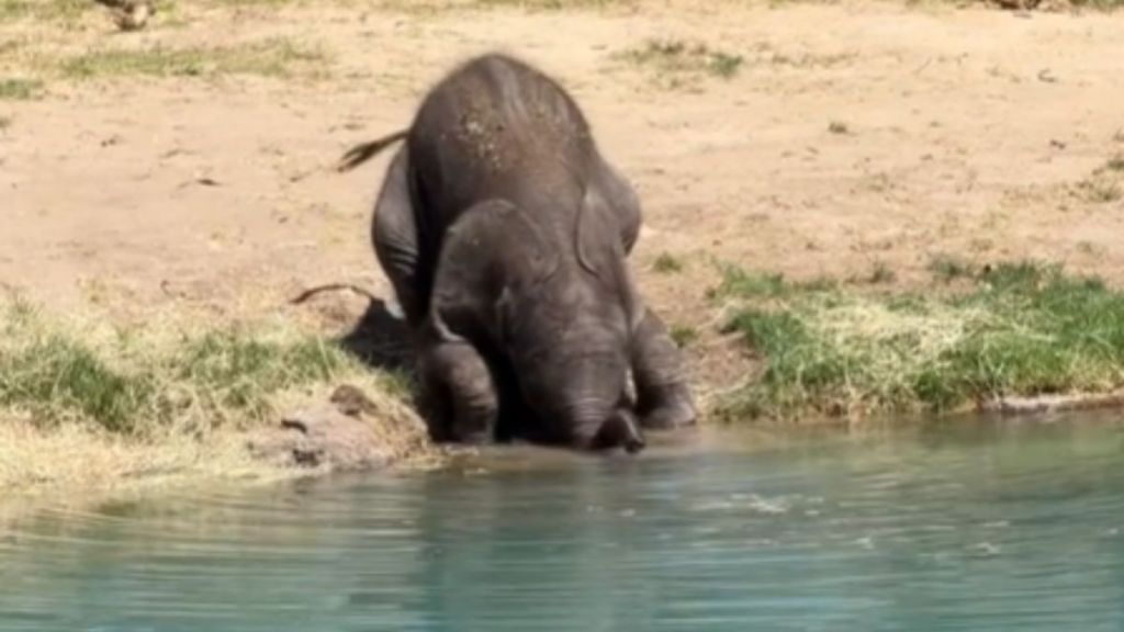 A baby elephant drinking from a body of water.