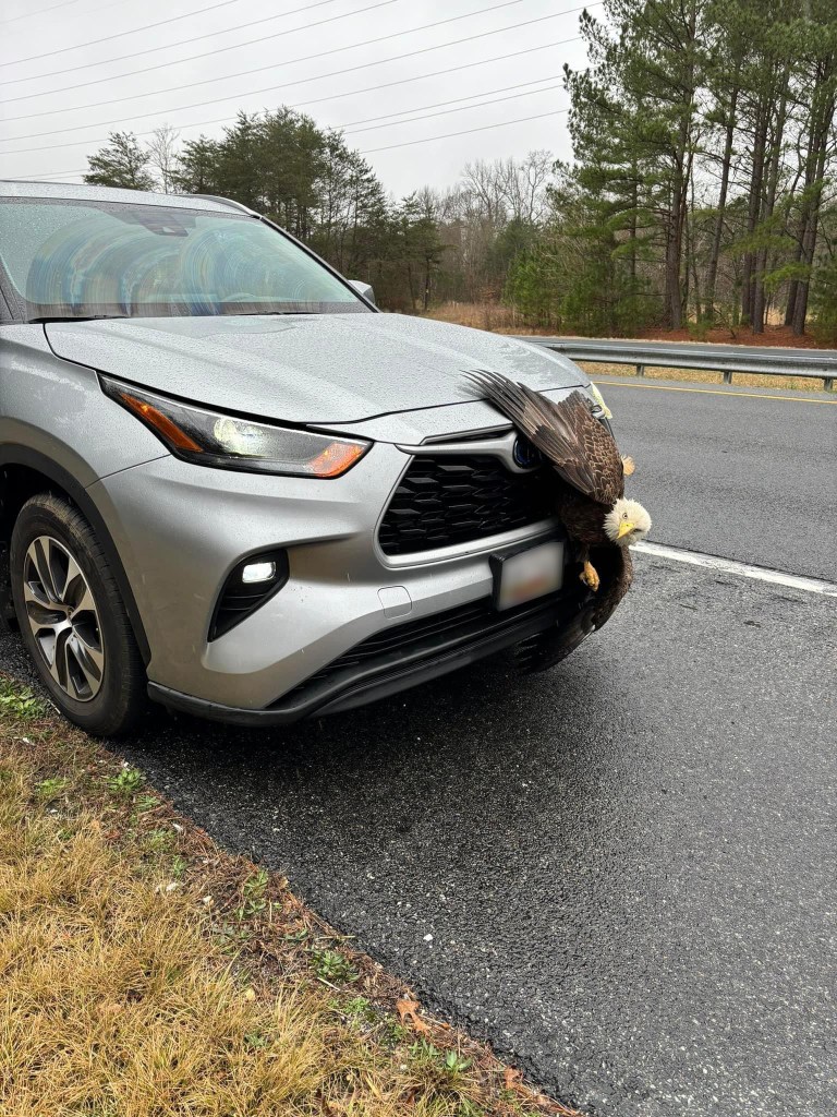 A bald eagle stuck to the front grille of a car.