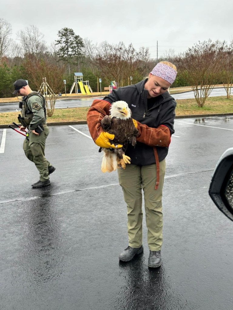 A woman holding a rescued bald eagle in her arms. 