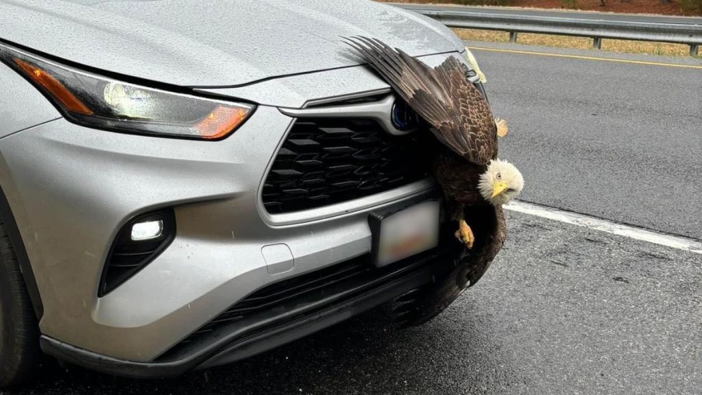A bald eagle stuck to the front grille of a car.