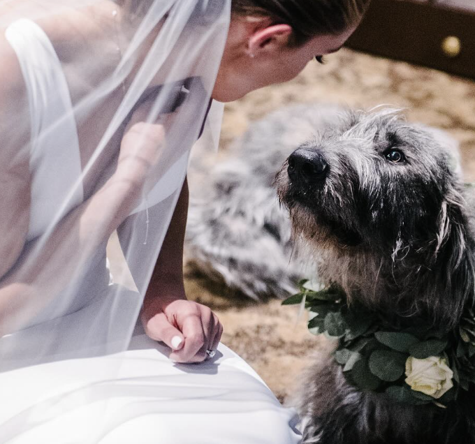 bride kylie kelce and dog