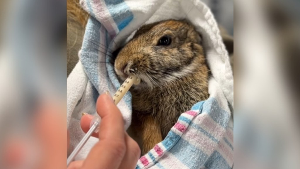 A bunny wrapped in a blanket is being fed with a syringe.