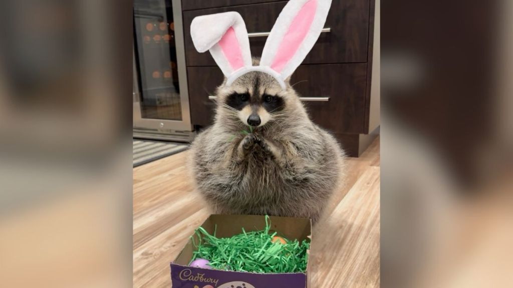 A raccoon dressed up as a Cadbury Bunny.