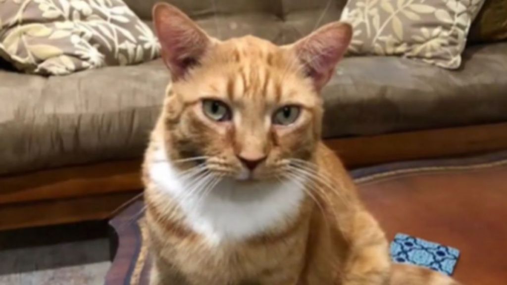 An orange cat sitting on the table in an Airbnb.