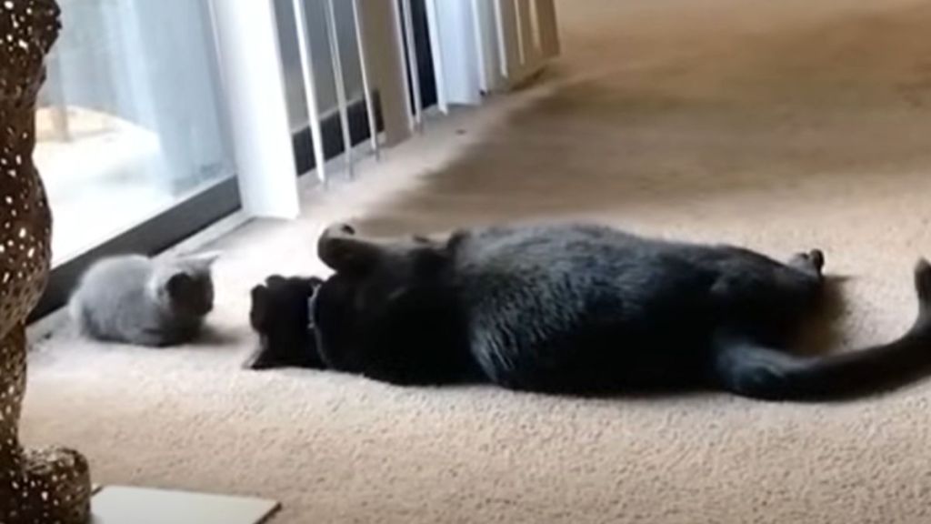 A black cat lays down in front of a tiny grey kitten.