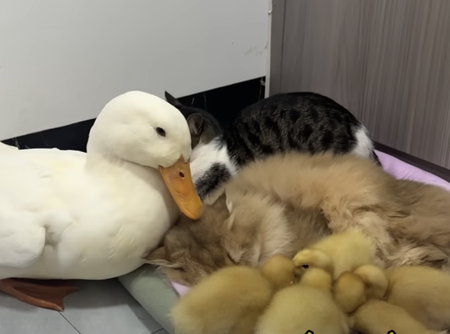 cat cuddles duck and ducklings