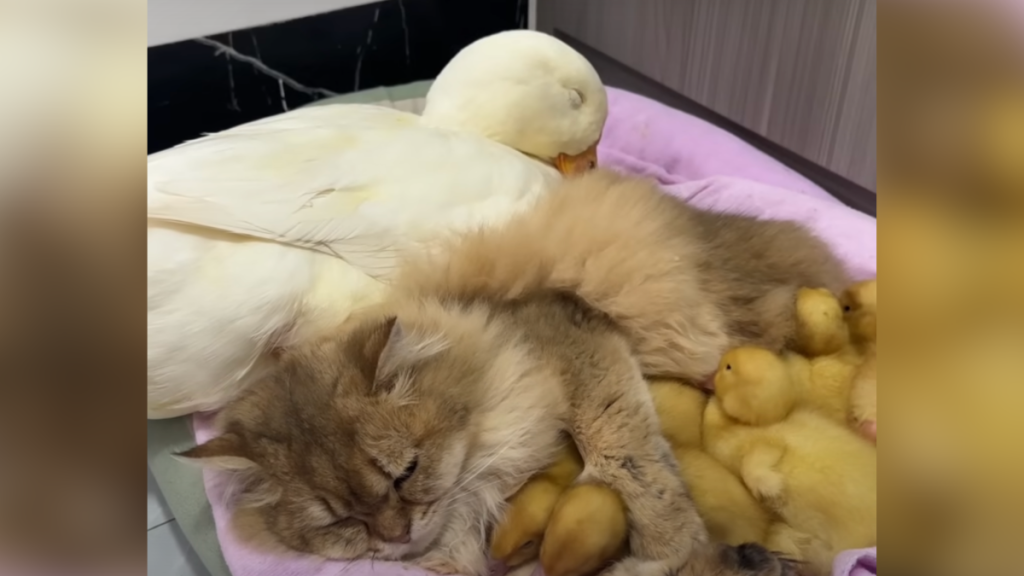 cat cuddles ducks