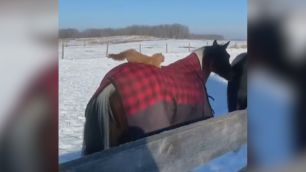 cat riding a horse