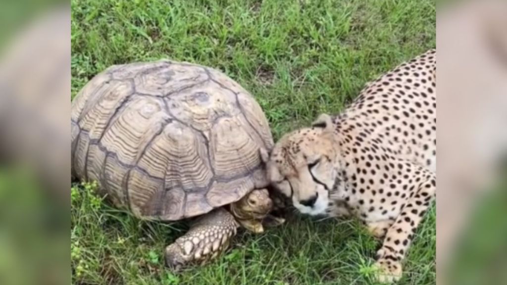 A cheetah and a tortoise snuggling in the grass.