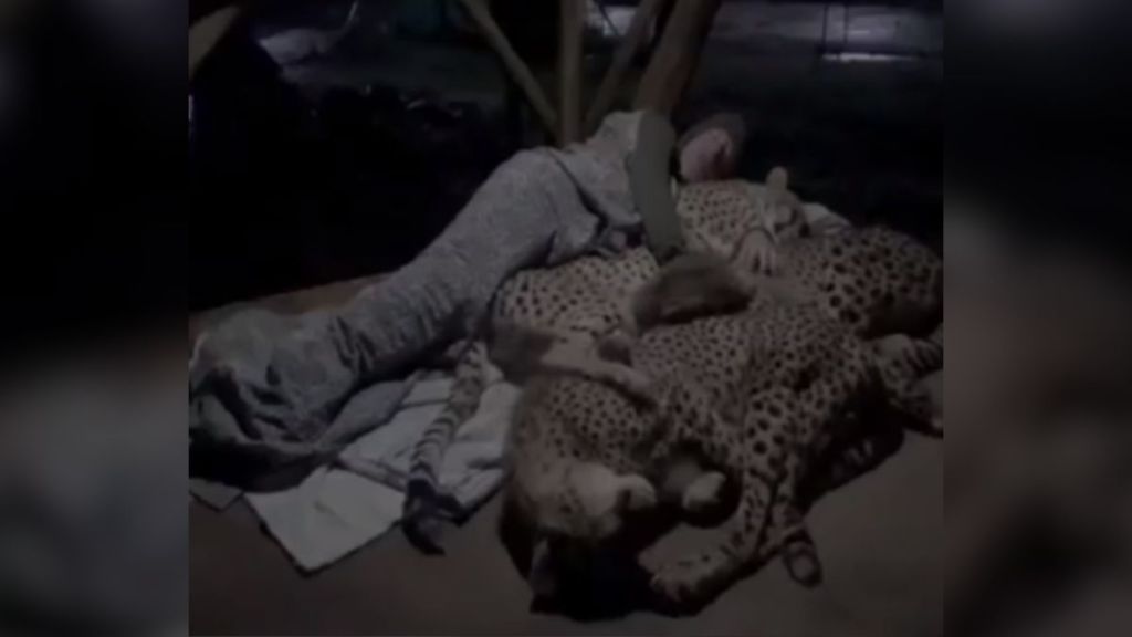 A man sleeping with a family of cheetahs.