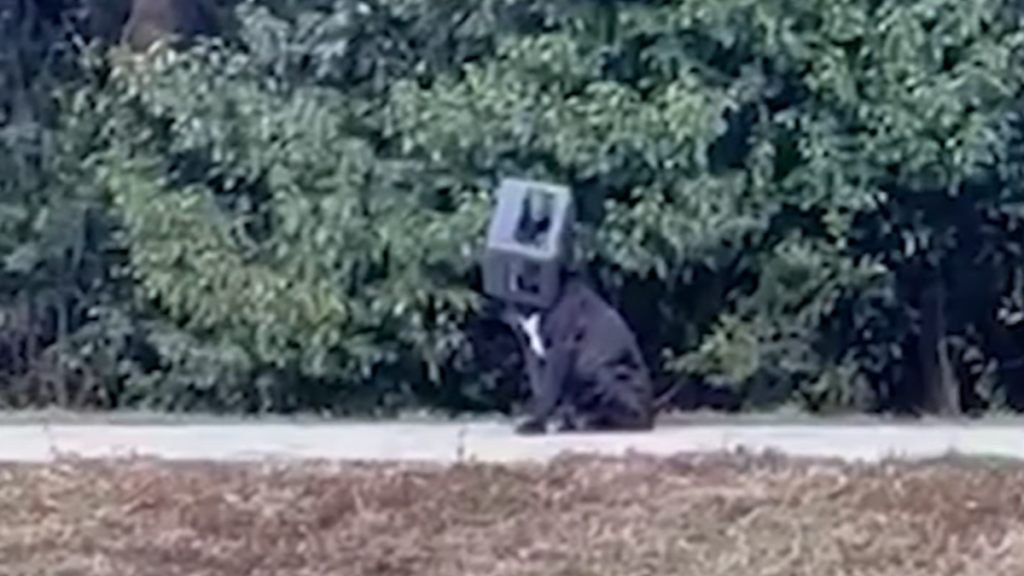 From a distance, a black dog sits on a sidewalk with a large box on his head.