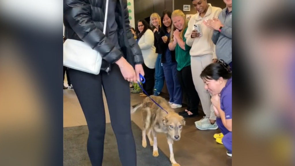 A woman walks a dog on a leash as he leaves an ER vet. People are lined up, cheering him as he leaves. The dog looks shy but happy, tail wagging.