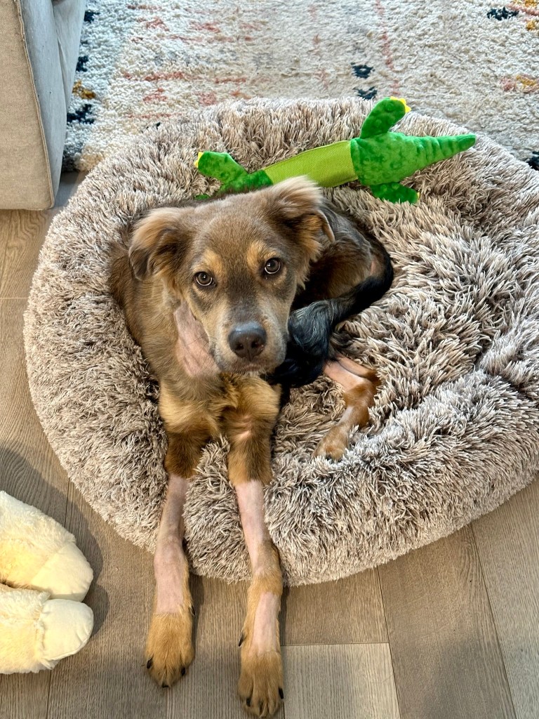 Dog Sugar Snap looks up at the camera as he lays in his bed. The fur on his legs have been shaved.