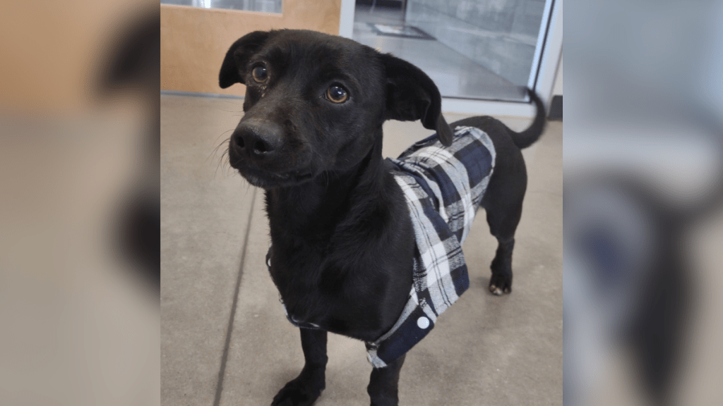 dog in jacket