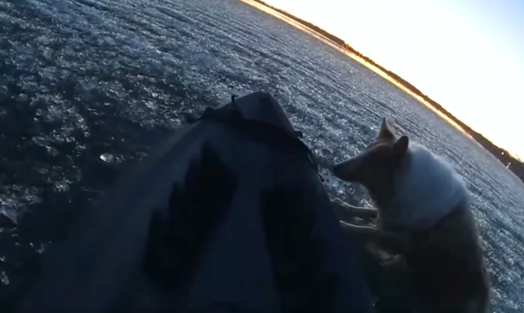 View from a Minnesota police officer's body cam. The officer is on a kayak on a frozen lake. Next to the kayak is a dog that's stuck and looking into the kayak skeptically.