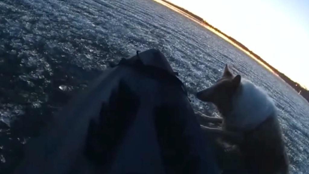 View from a Minnesota police officer's body cam. The officer is on a kayak on a frozen lake. Next to the kayak is a dog that's stuck and looking into the kayak skeptically.