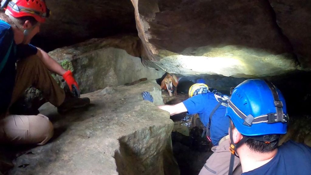 A rescue team wearing helmets finds a trapped dog in a cave.