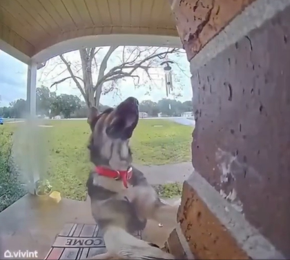 View from a front door's camera. A dog is standing on his hindlegs and looking up into the air after ringing the bell.