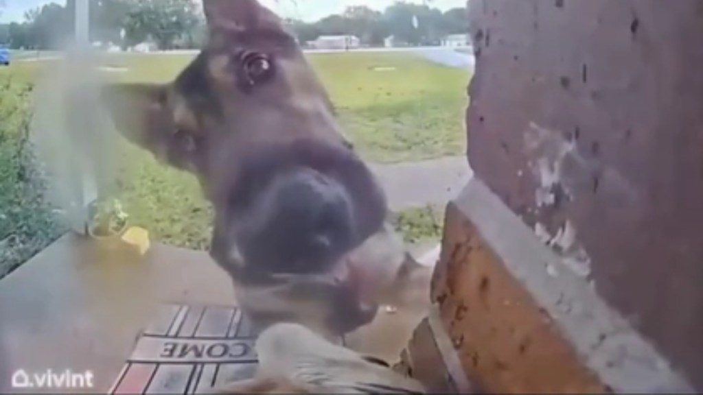 View from a front door's camera. A dog looks closely at the camera after ringing the doorbell.