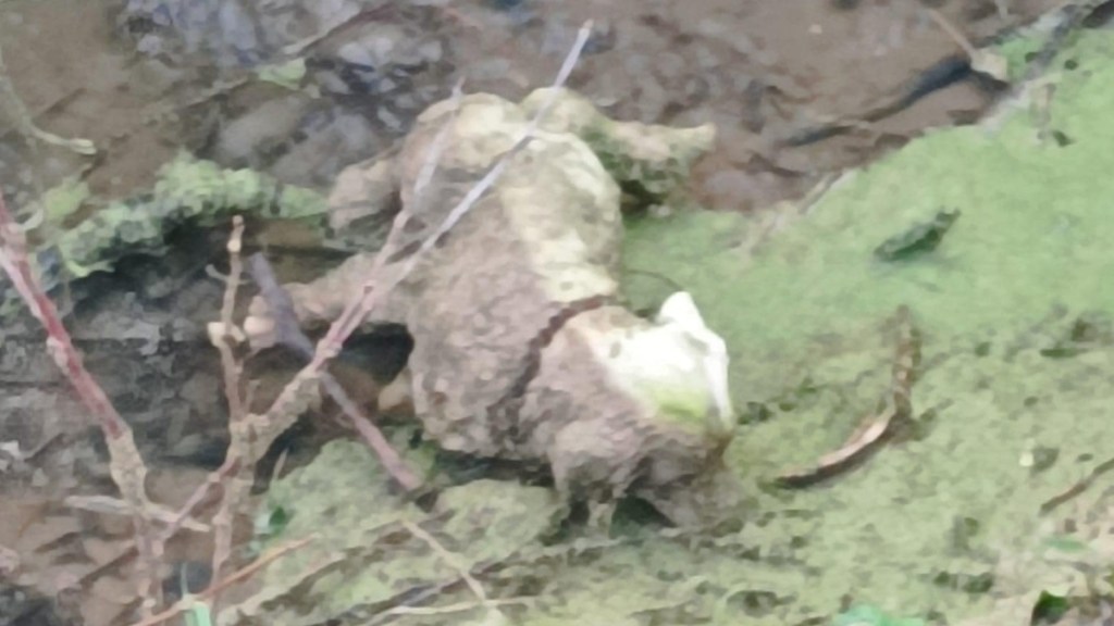 Close up of a muddy dog statue laying face-down in a ditch.