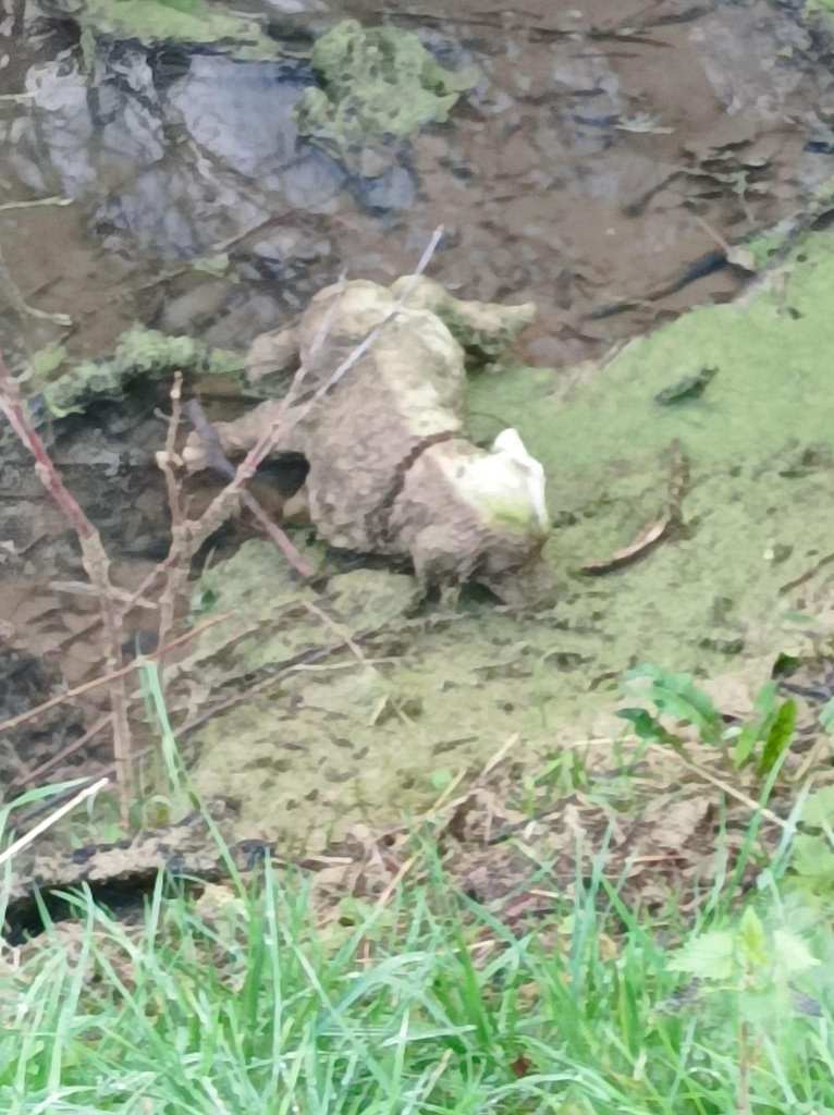 Far-off view of a muddy dog statue laying face-down in a ditch.