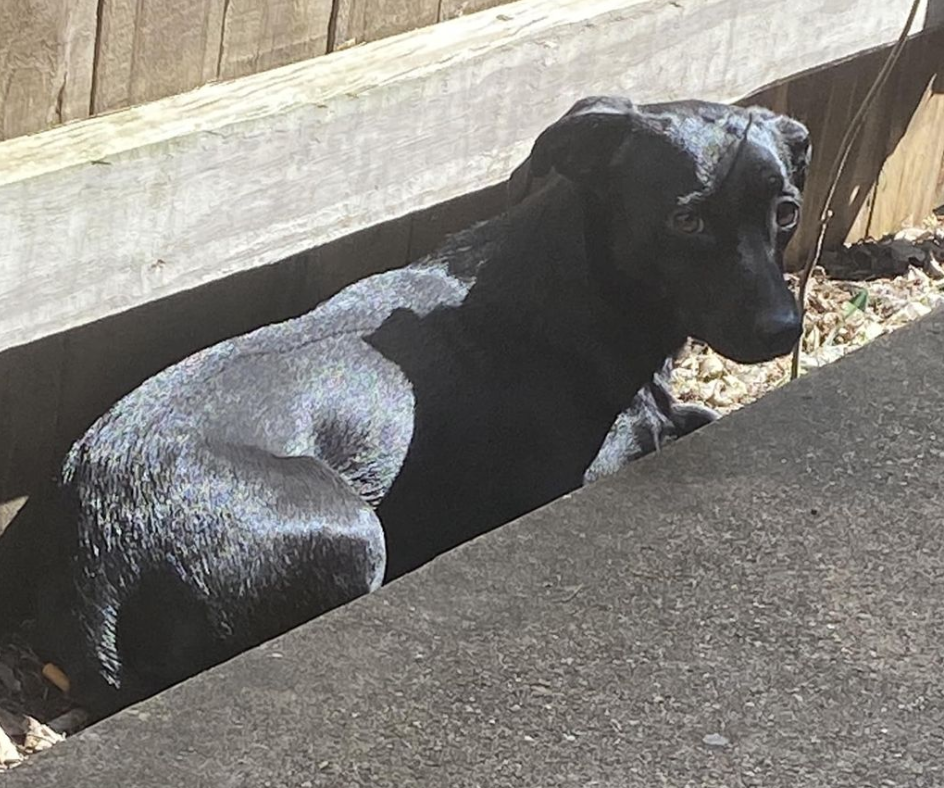 dog sunbathing