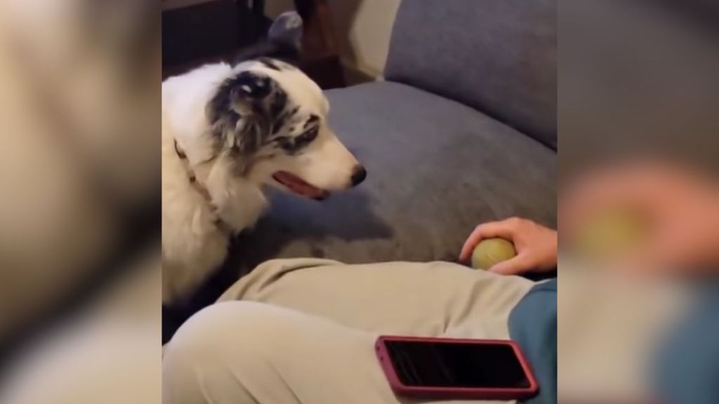 A dog stands by the couch staring at the tennis ball in a man's hand.