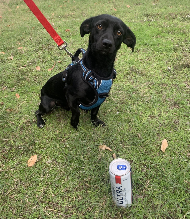 dog with a beer