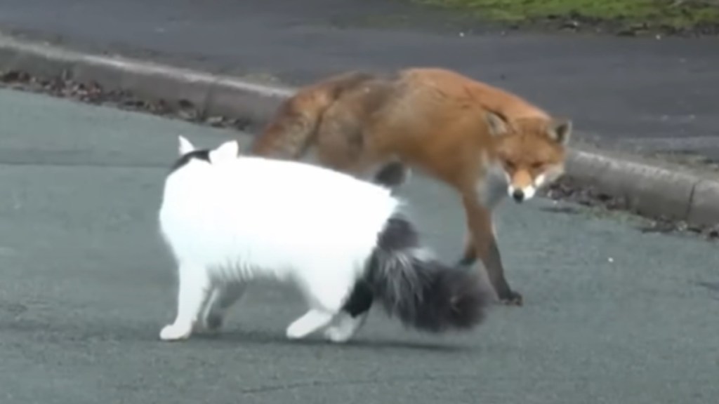 A fox and a white and gray cat curiously circle one another while standing in the middle of a road.
