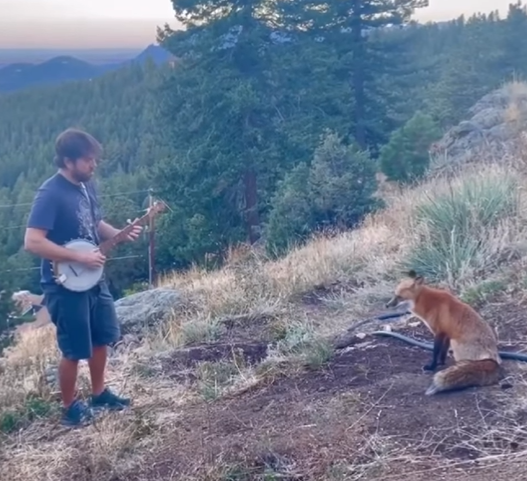 A man plays the banjo while a fox sits and watches.