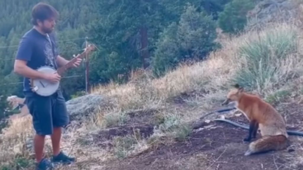 A man plays the banjo while a fox sits and watches.