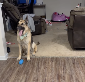 german shepherd sitting waiting to hear his favorite song