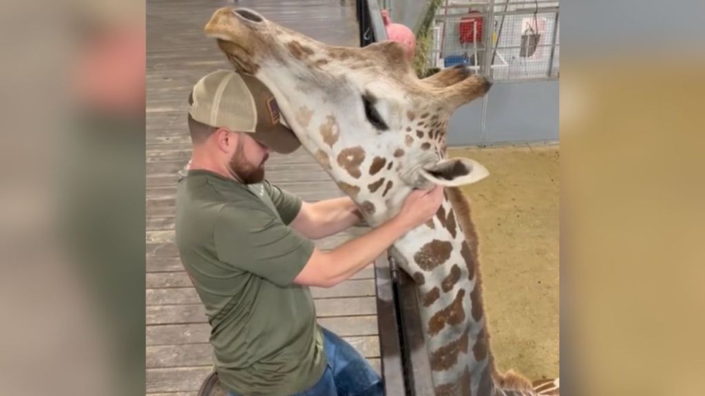 A chiropractor in a baseball cap holding a giraffe's head.