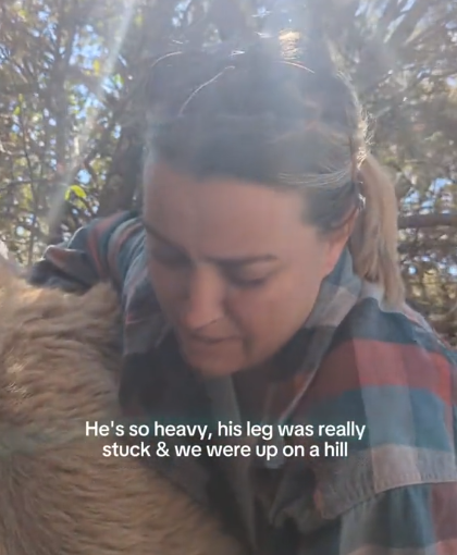 woman trying to free goat trapped in tree branch