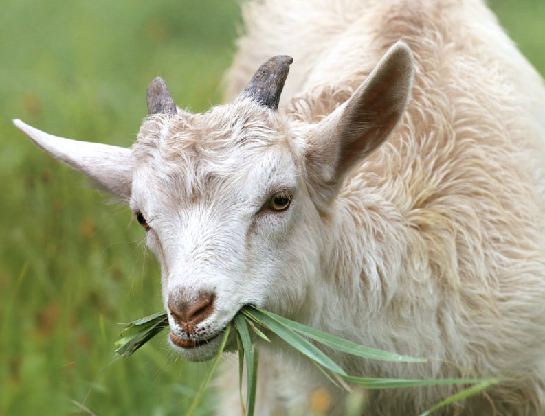 goat