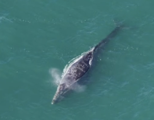 gray whale
