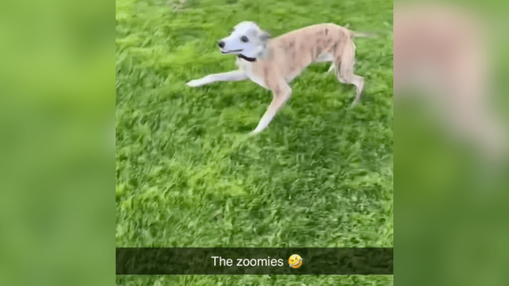 greyhound zoomies