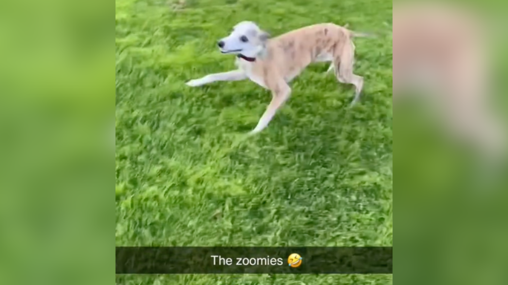 greyhound zoomies